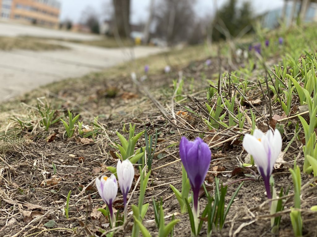 crocus, spring rain, storm