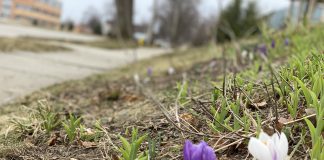 crocus, spring rain, storm
