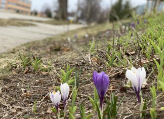 crocus, spring rain, storm