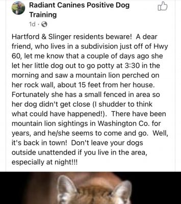 cougar sighting, lion