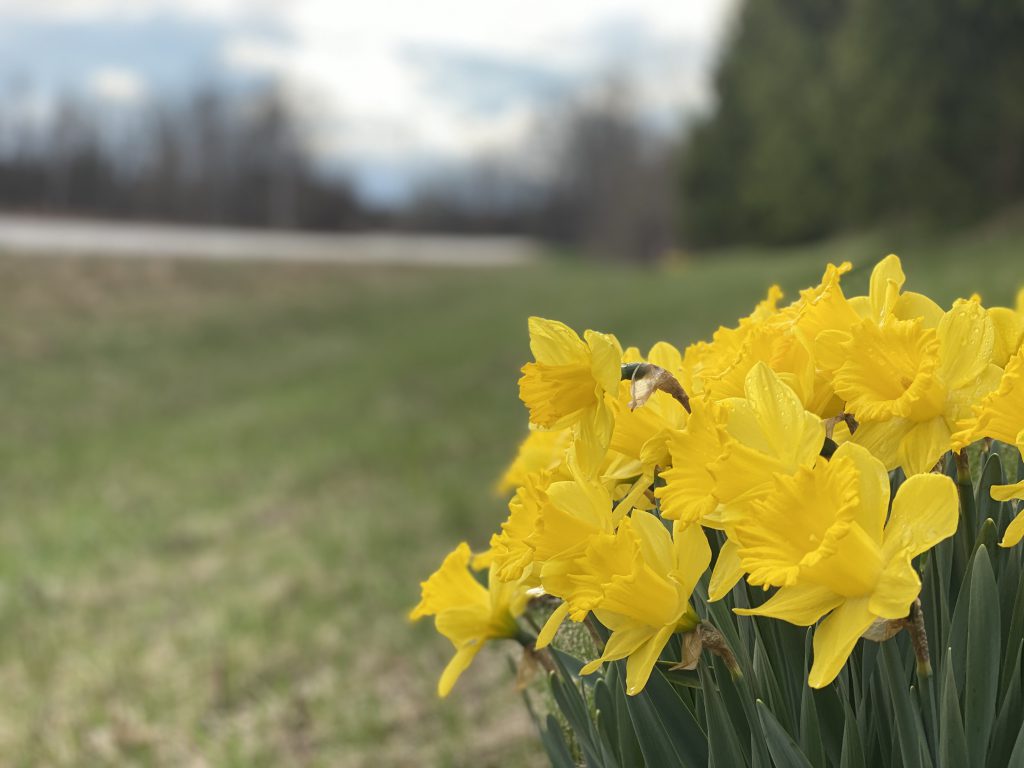 daffodils, photosynthesis