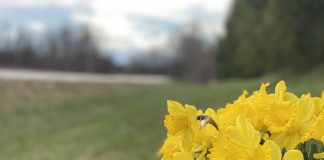 daffodils, photosynthesis