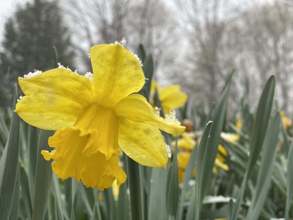yellow daffodil snow