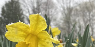 yellow daffodil