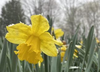 yellow daffodil