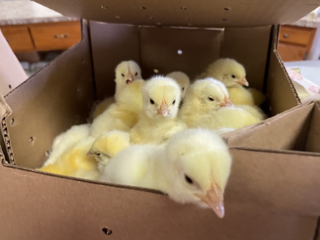 chicks orders