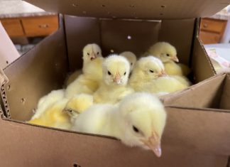 VIDEO | The chicks are almost here at West Bend Elevator chicks