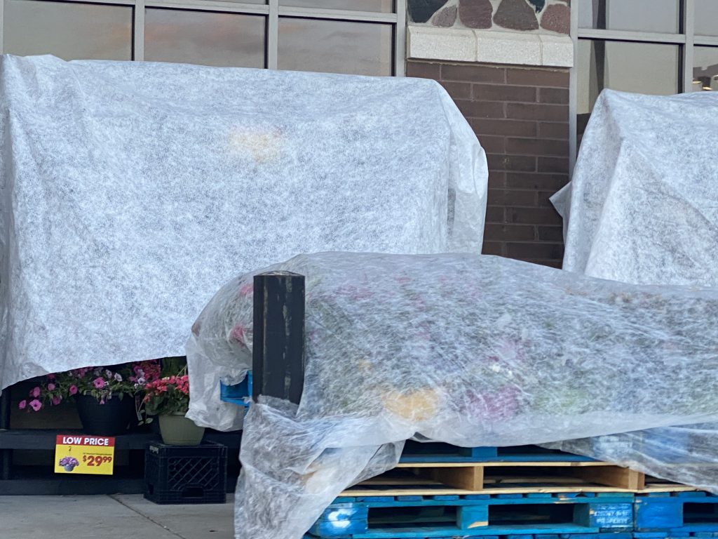 plants, frost warning