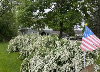 bridal wreath