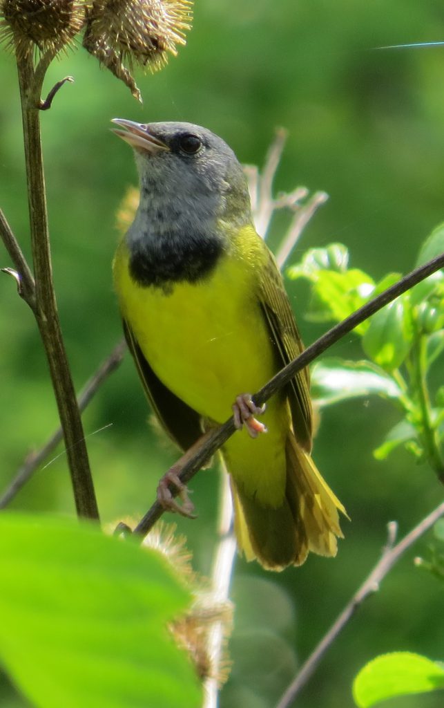 Mourning Warbler field