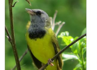 bird