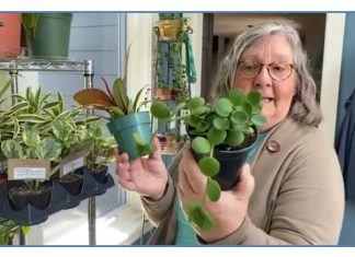 VIDEO | Spring pop up Plant Sale on Saturday, May 15 at Leeward Gardens in Germantown