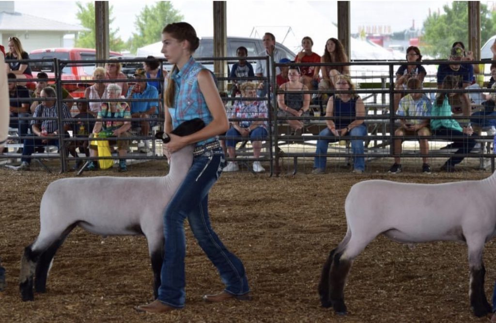 sheep, Washington county fair, Abigail