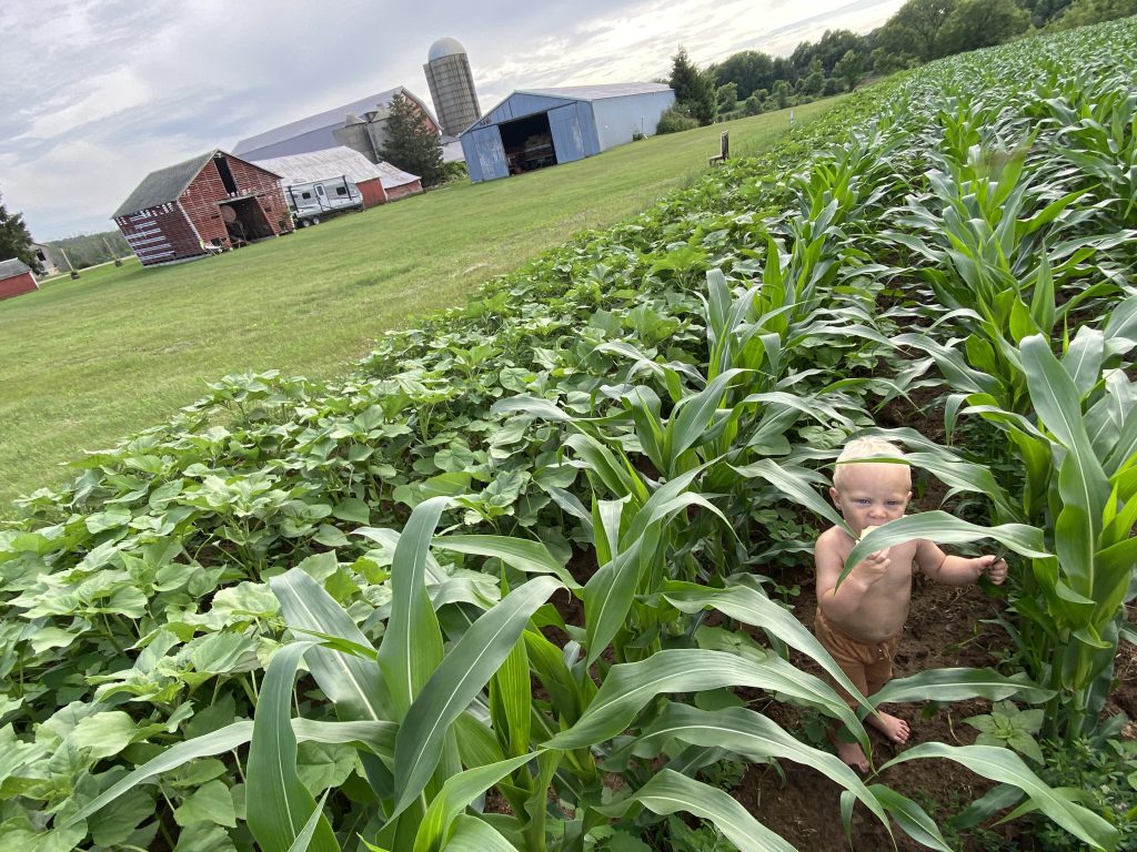 knee high corn