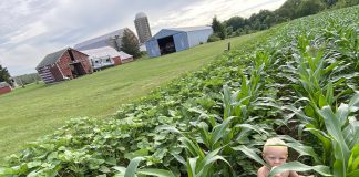 knee high corn