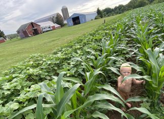 Submit your photos: Is your corn “knee high by the Fourth of July” knee high corn
