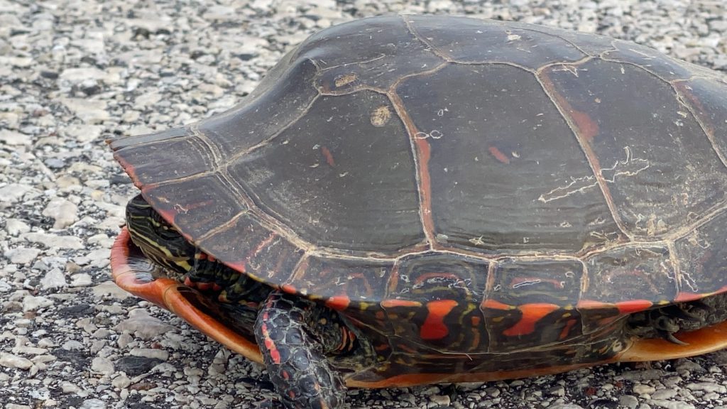 box turtle