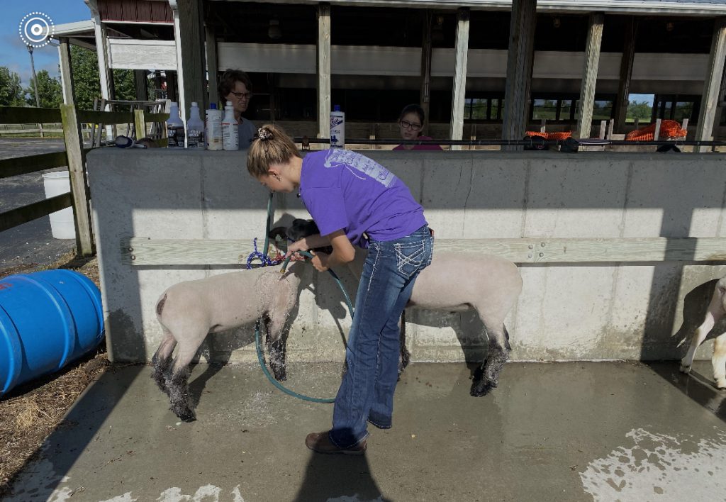 sheep, Abigail, fair