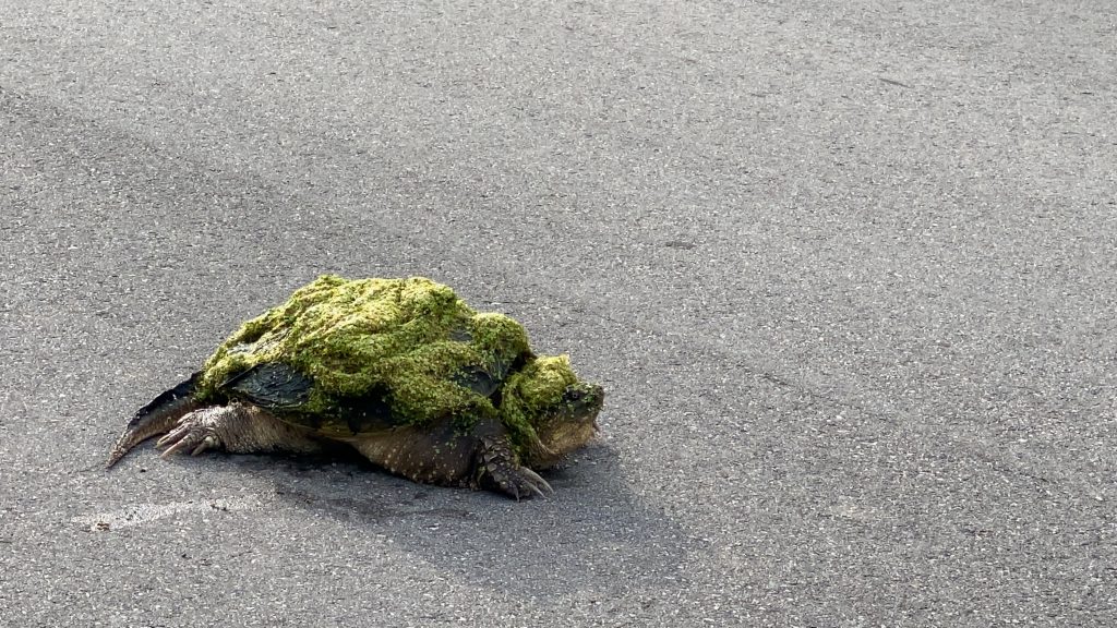 turtle algae trifecta