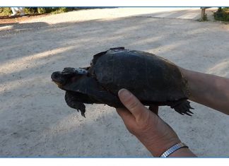 VIDEO | Heartbreaking news at Shalom Wildlife as motorist crushes 20-year-old Blanding’s turtle | By David Fechter turtle