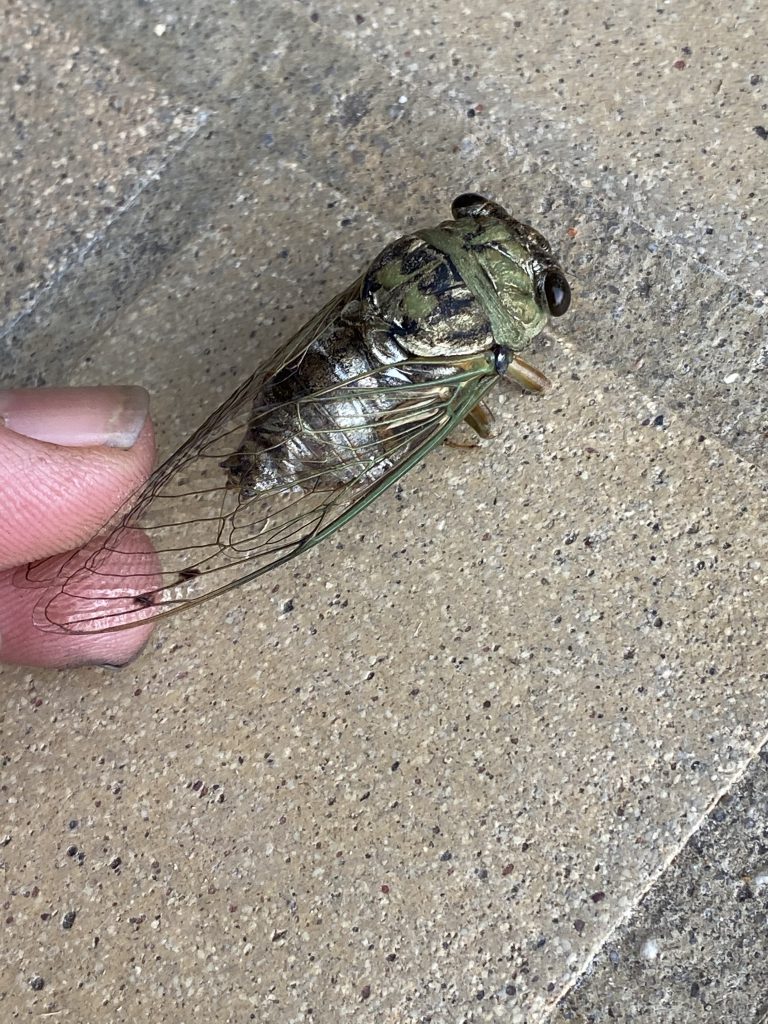 cicada