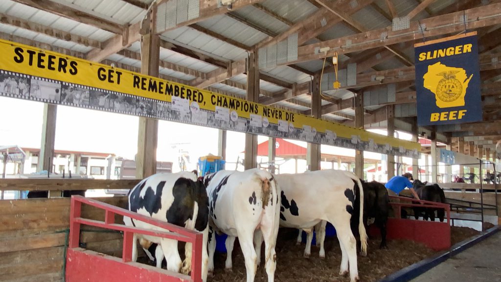 county fair, animals, fair