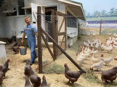 chicken farming