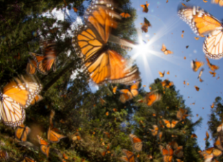 Cedar Community Butterfly Release 2021 virtual event today | By Carrie Sturn