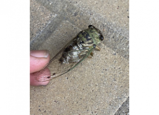 VIDEO | Cicadas have hatched in Louisiana and it is deafening