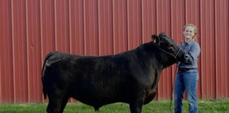 steer, washington county fair, ffa