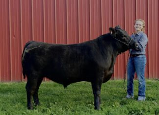 VIDEO | Slinger FFA and 4H prepare for Washington County Fair steer, washington county fair, ffa