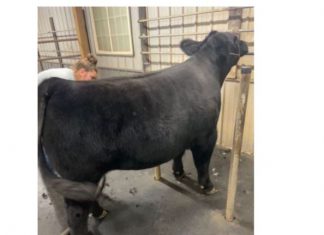 Washington County 4-H and FFA prep animals for the Fair | By Ally Loosen with the Slinger FFA steer, Fair, FFA