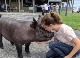 pig, livestock, olivia strupp