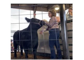 VIDEO | Will 2023 top record 2022 prices at Washington County Fair Jr. Livestock Auction steer