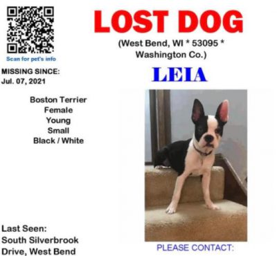 lost dog