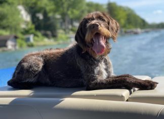 Toys, treats and tidbits: How will you be celebrating National Dog Day on August 26, 2023