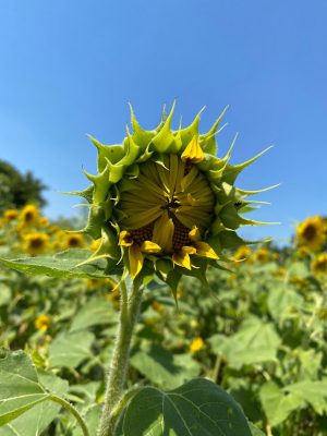 sunflower by Mae Dricken