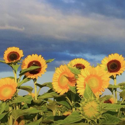 sunflower, Nancy Weibye 