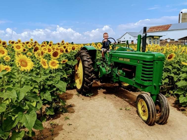 sunflower