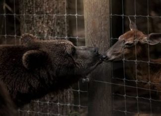 Lovey’s last kiss | By David Fechter | Photo by Jessica Eirich lovey