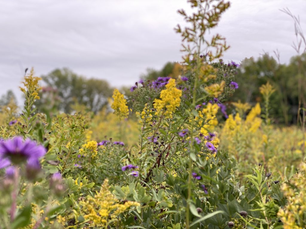 goldenrod