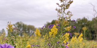 goldenrod