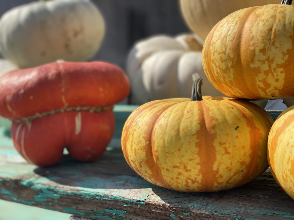 Turbin pumpkins