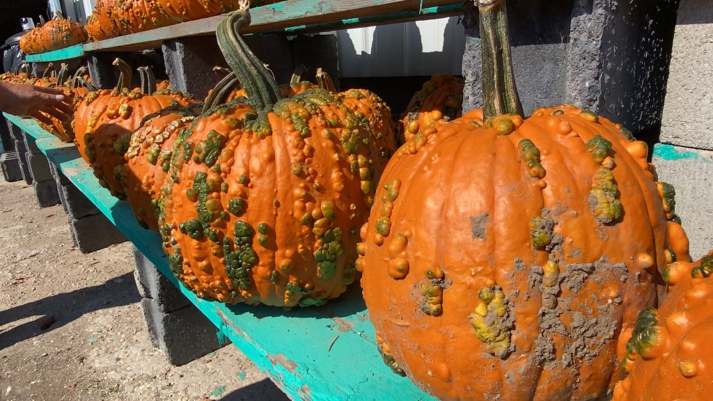 Goblin pumpkins