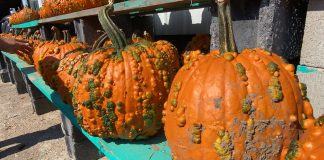 Goblin pumpkins