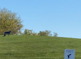 VIDEO | Coyotes are back… befriending the geese on Valley Avenue in West Bend, WI coyote
