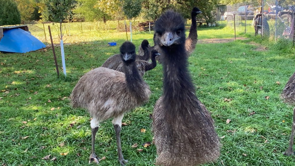 Emu