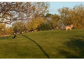 geese coyote
