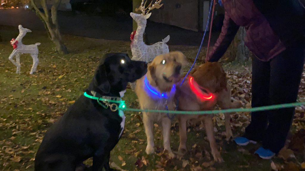 dogs, lights
