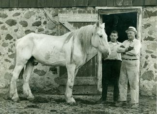On a history note | Remember when Vince Hausmann entered his horse on “Wagon Train?” horse Lightning